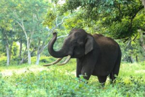 Prevent elephant collisions